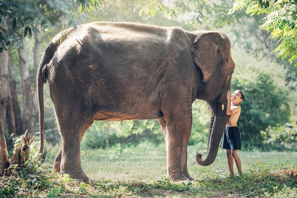 A young Karen boy walking alongside an elephant in the Chiang Mai forest sanctuary